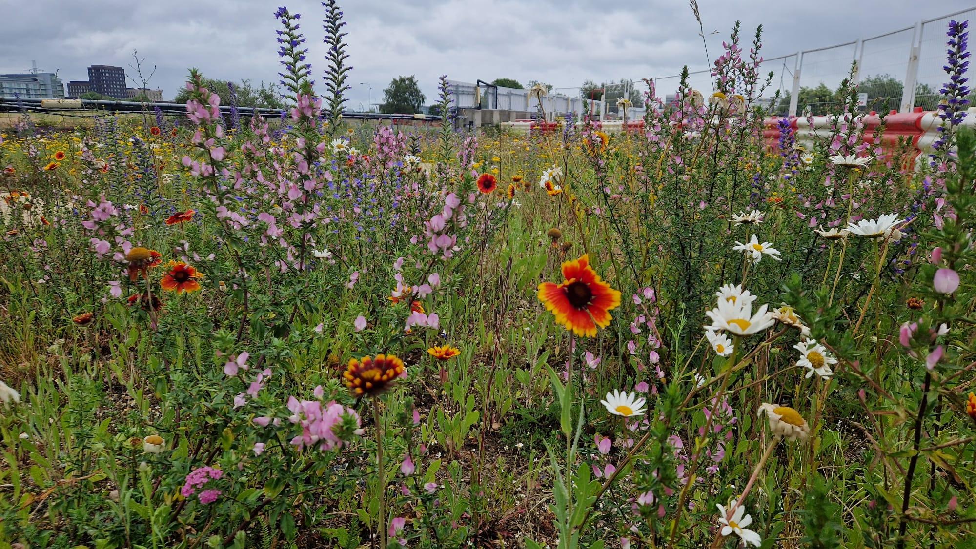 shared image (1).jpeg